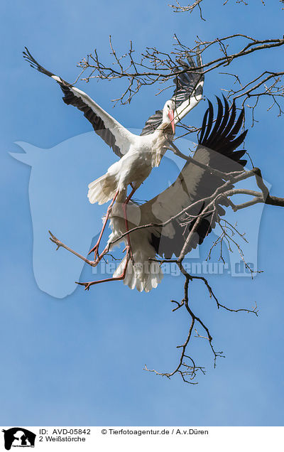2 Weistrche / 2 white storks / AVD-05842