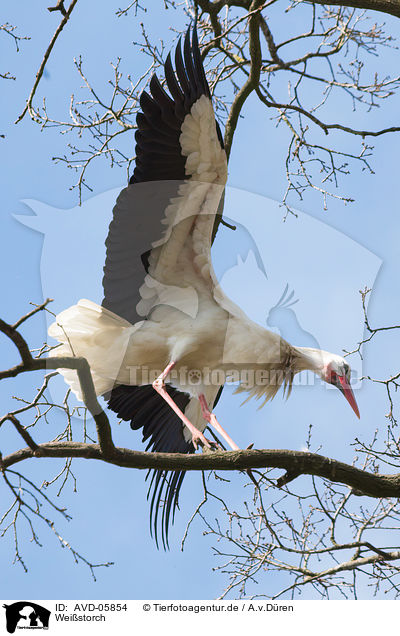 Weistorch / white stork / AVD-05854