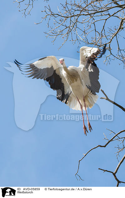 Weistorch / white stork / AVD-05859