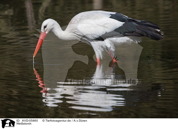 Weistorch / white stork / AVD-05860