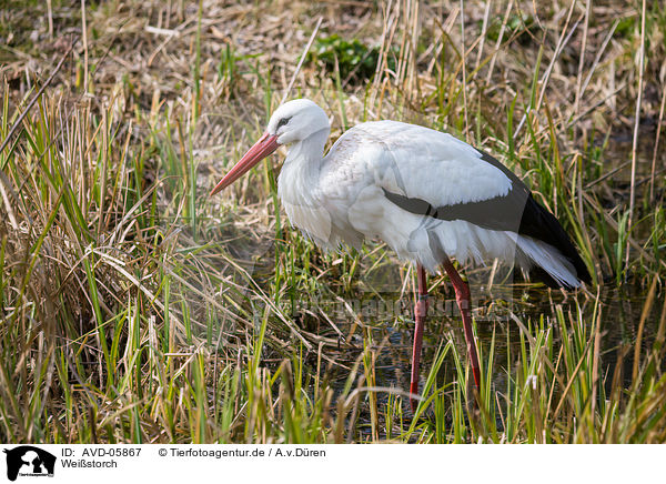 Weistorch / white stork / AVD-05867