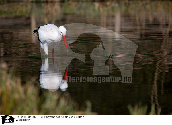 Weistorch / white stork / AVD-05903