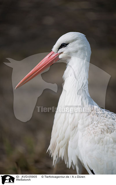 Weistorch / white stork / AVD-05905