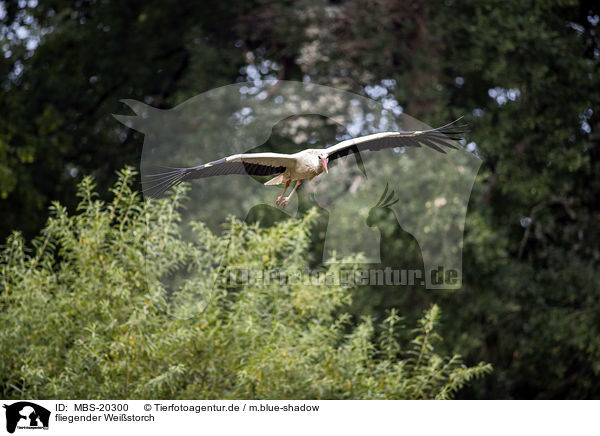 fliegender Weistorch / flying White Stork / MBS-20300