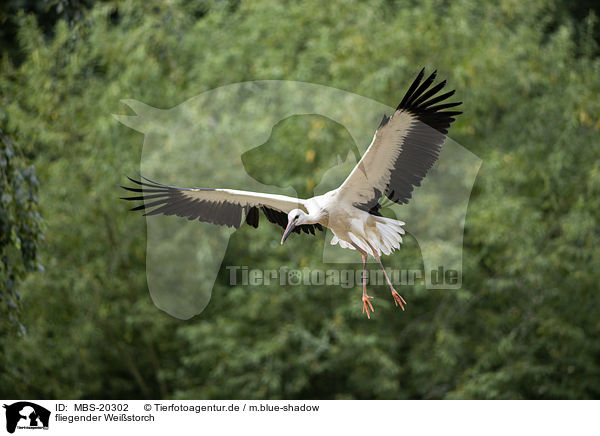 fliegender Weistorch / flying White Stork / MBS-20302