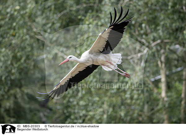 fliegender Weistorch / flying White Stork / MBS-20303