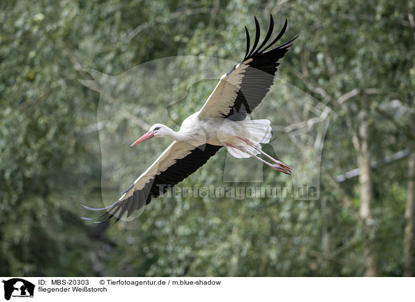 fliegender Weistorch / flying White Stork / MBS-20303