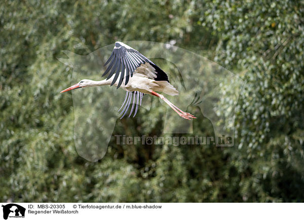 fliegender Weistorch / flying White Stork / MBS-20305