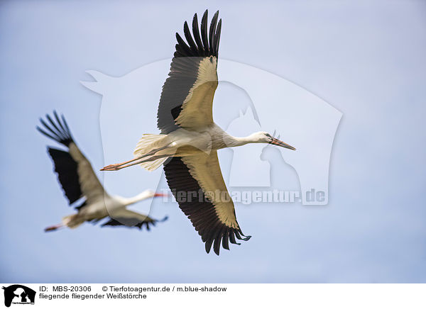 fliegende fliegender Weistrche / flying White Storks / MBS-20306