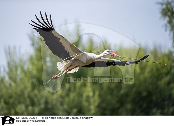 fliegender Weistorch / flying White Stork / MBS-20307