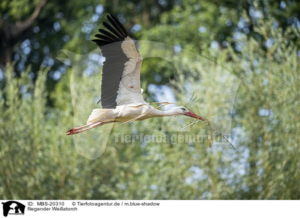 fliegender Weistorch / flying White Stork / MBS-20310