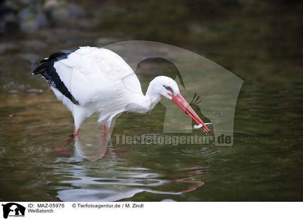 Weistorch / white stork / MAZ-05976
