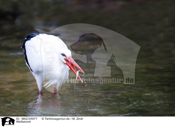 Weistorch / white stork / MAZ-05977
