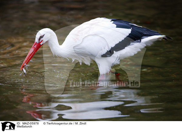 Weistorch / white stork / MAZ-05978