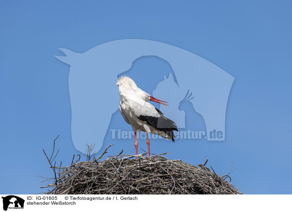 stehender Weistorch / standing White Stork / IG-01605