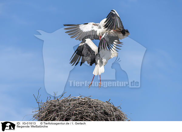 fliegende Weistrche / flying  White Storks / IG-01613
