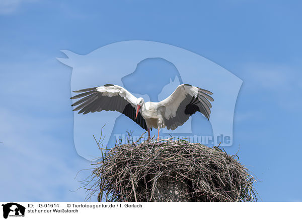 stehender Weistorch / standing White Stork / IG-01614