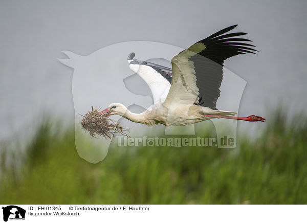 fliegender Weistorch / flying White Stork / FH-01345