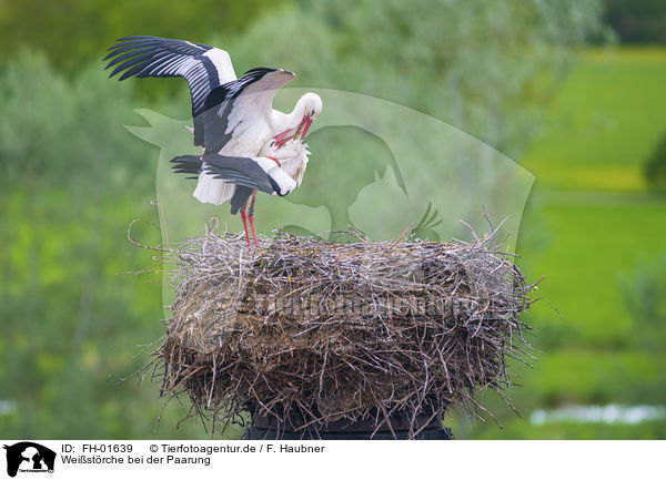 Weistrche bei der Paarung / White Storks when mating / FH-01639