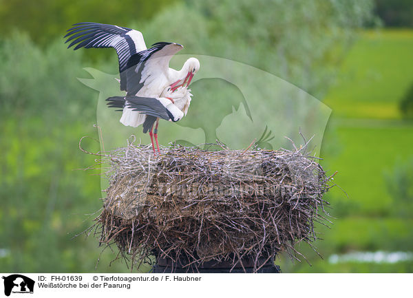 Weistrche bei der Paarung / FH-01639