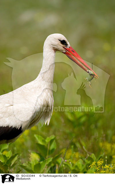 Wei�storch / white stork / SO-03344