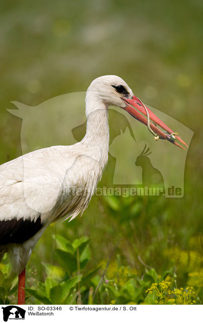 Weistorch / SO-03346