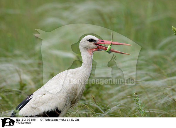 Weistorch / white stork / SO-03356