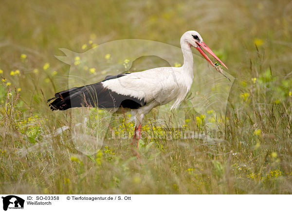 Weistorch / white stork / SO-03358