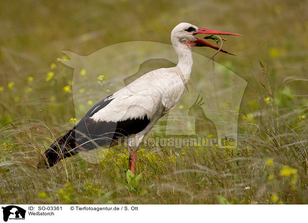 Weistorch / white stork / SO-03361