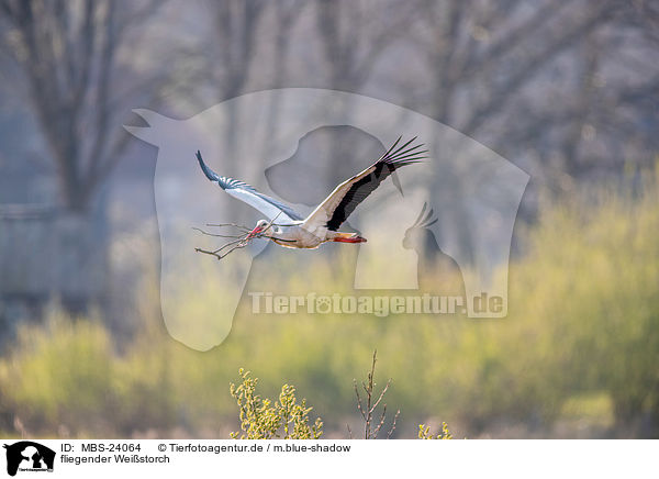 fliegender Weistorch / flying white stork / MBS-24064