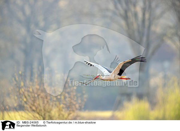 fliegender Weistorch / flying white stork / MBS-24065