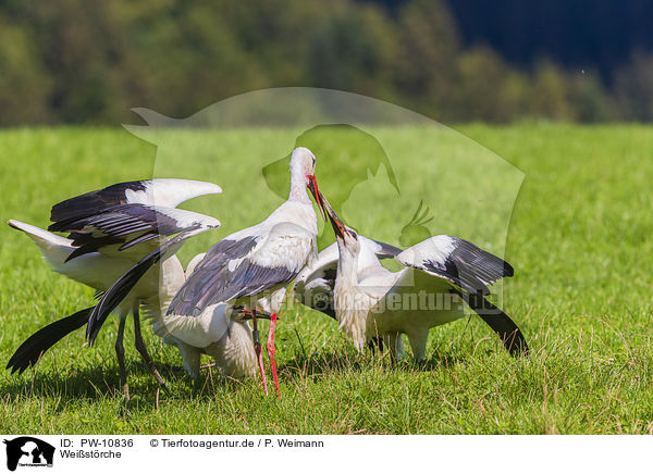 Weistrche / white storks / PW-10836