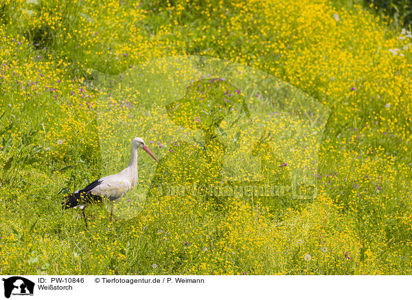 Weistorch / white stork / PW-10846