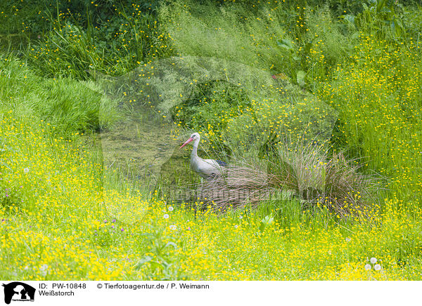 Weistorch / white stork / PW-10848