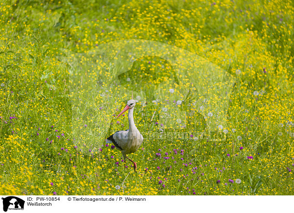 Weistorch / white stork / PW-10854