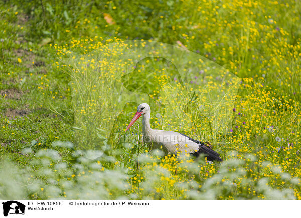 Weistorch / white stork / PW-10856