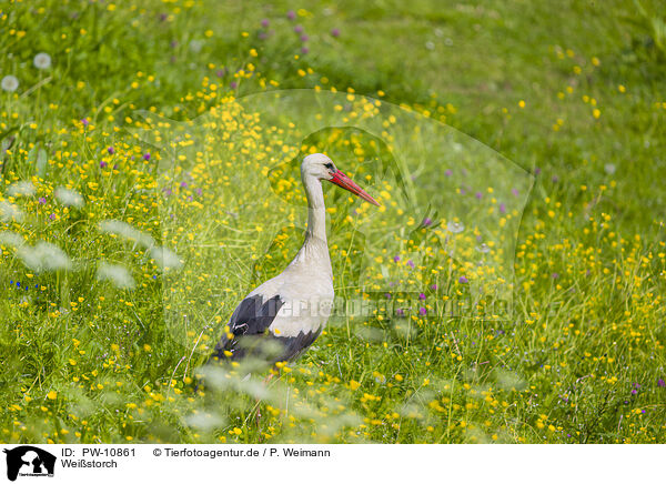 Weistorch / white stork / PW-10861