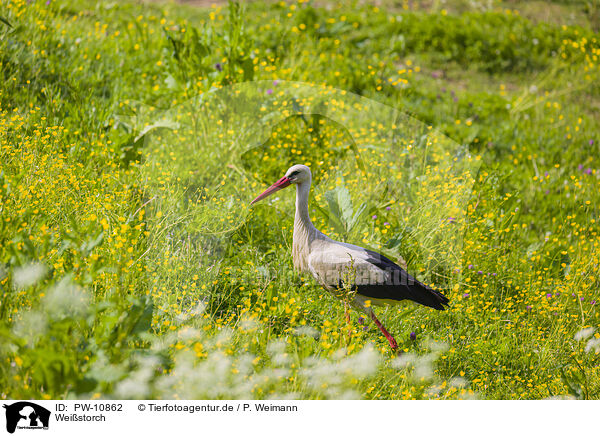 Weistorch / white stork / PW-10862