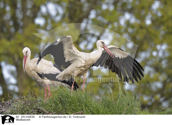 Weistorch / white stork / DV-03839