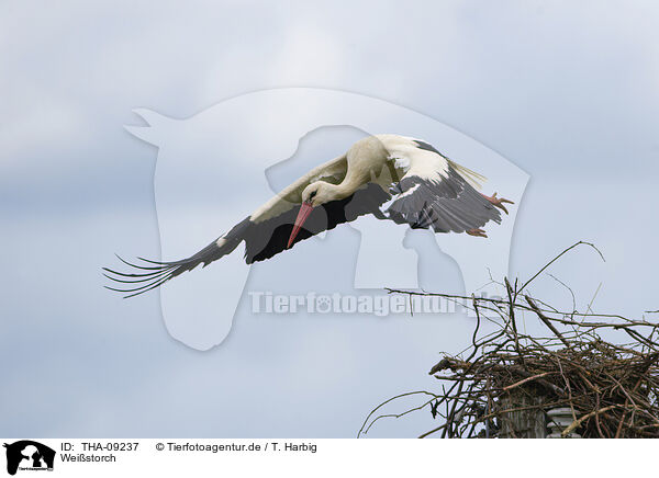 Weistorch / white stork / THA-09237