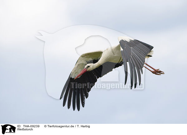 Weistorch / white stork / THA-09239