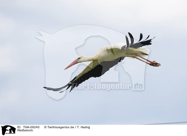 Weistorch / white stork / THA-09240