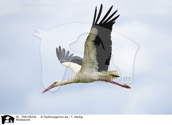 Weistorch / white stork / THA-09242