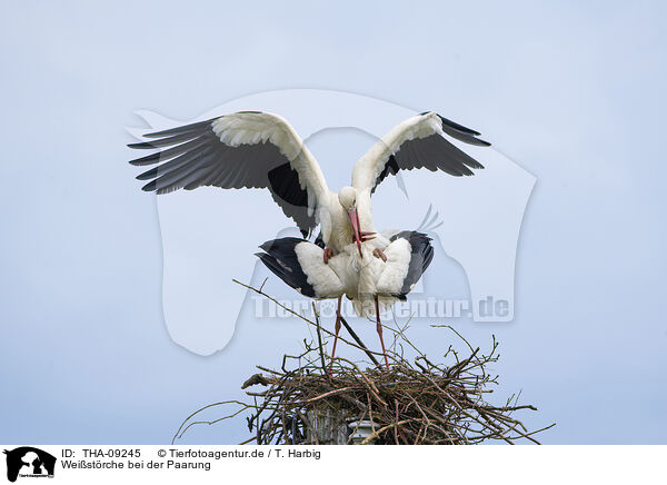 Weistrche bei der Paarung / mating white storks / THA-09245