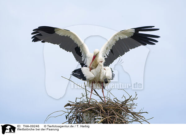 Weistrche bei der Paarung / mating white storks / THA-09246