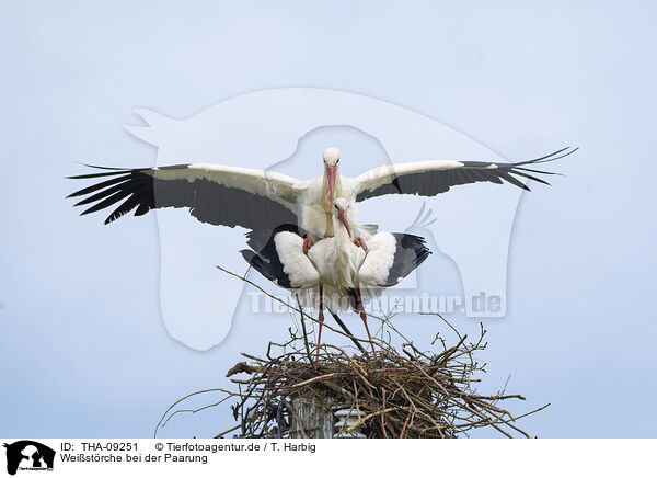 Weistrche bei der Paarung / mating white storks / THA-09251