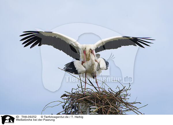 Weistrche bei der Paarung / mating white storks / THA-09252