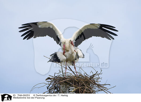 Weistrche bei der Paarung / mating white storks / THA-09253