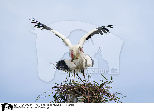 Weistrche bei der Paarung / mating white storks / THA-09254