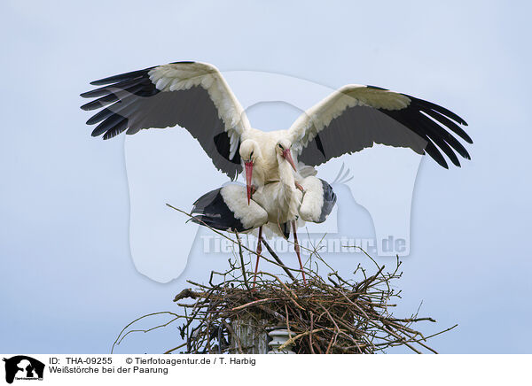 Weistrche bei der Paarung / mating white storks / THA-09255